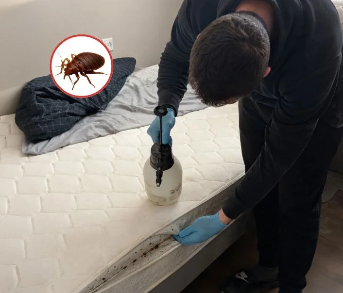 Technicien traitant un matelas contre les punaises de lit à Gazeran